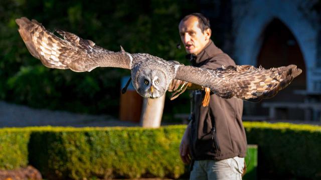 Spectacle de rapaces au Château des Milandes