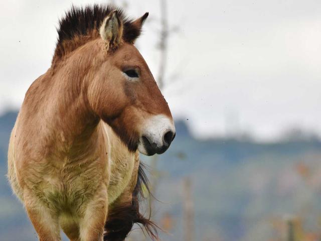 Cheval de Przewalski au Parc du Thot