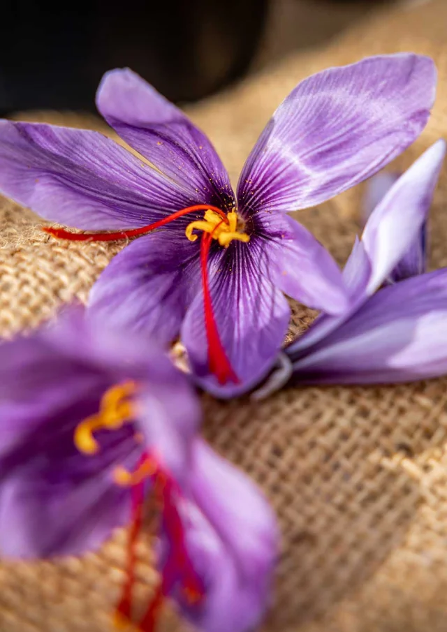 Les jardins gourmands de la Tourouge à Coulaures