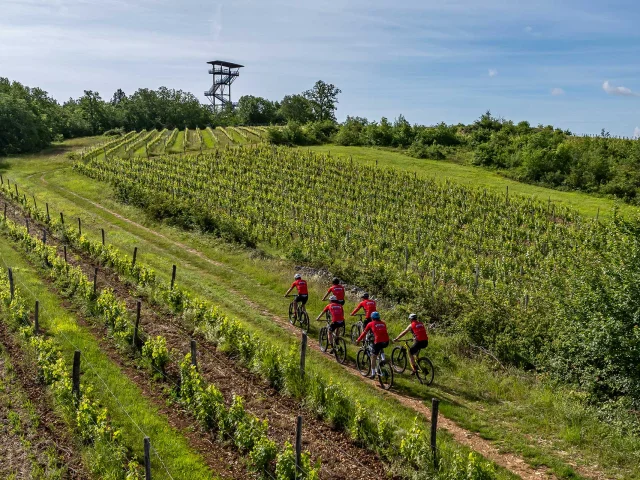 Balade en VTT dans le vignoble de Domme