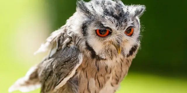 Chateau Des Milandes rapaces