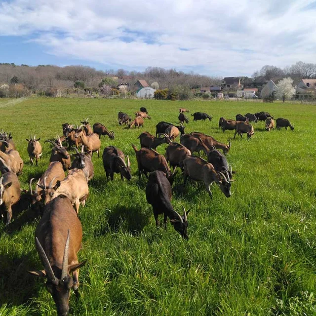 Ferme la Chèvre Et le Chou à Meyrals