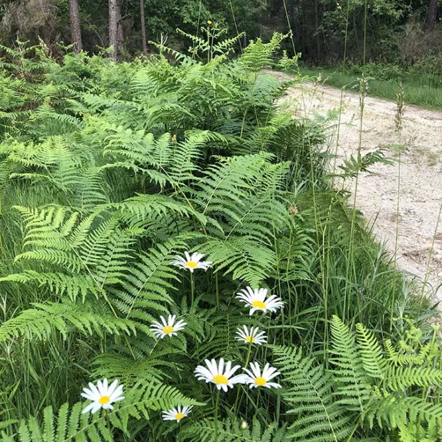 Boucle de la Guirandolle à Eygurande