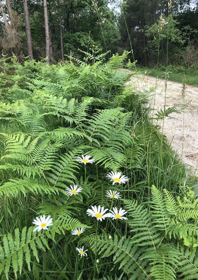 Boucle de la Guirandolle à Eygurande