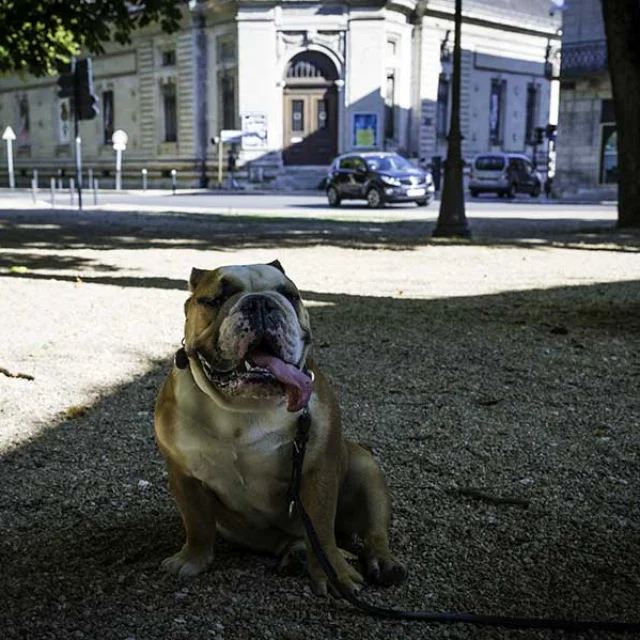 Avec mon chien dans le Grand Périgueux