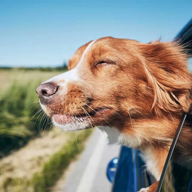 Avec mon chien