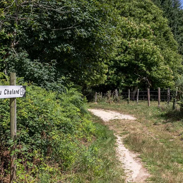 Chemin vers le Saut du Chalard à Champs Romain