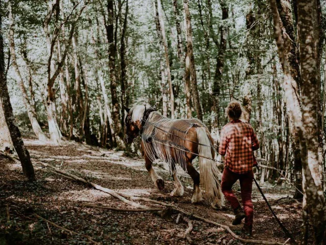 Festival des Scieurs et de la Forêt à Tursac