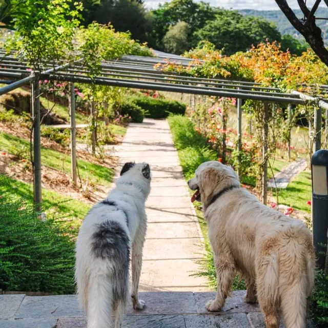 Balade avec mon chien en Périgord Noir