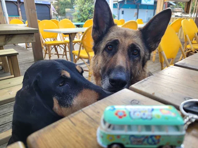 Avec mon chien au restaurant en vallée de l'Isle