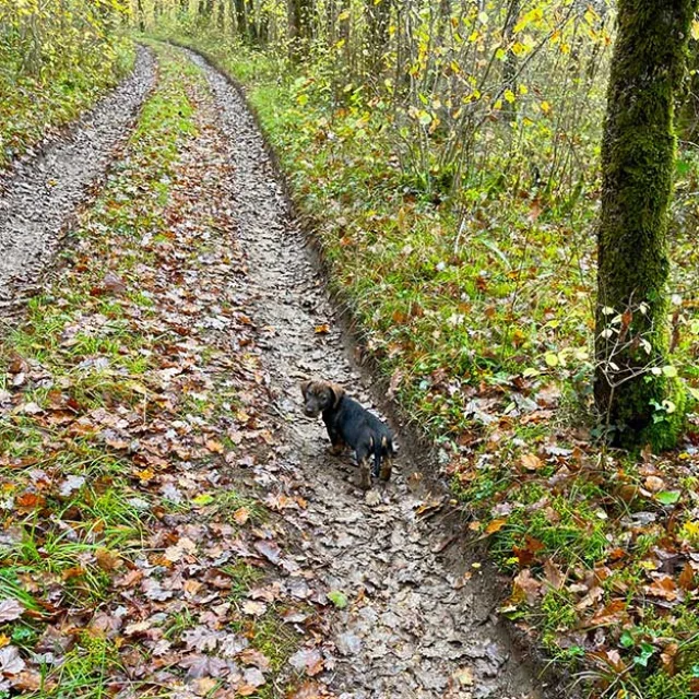 Avec mon chien dans les gorges de l'Auvézère