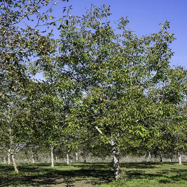 OlliOz, cosmétiques artisanaux à Liorac-sur-Louyre