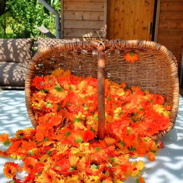 Le Prévert d'Aubisse à Payzac - plantes aromatiques, médicinales et fleurs comestibles en agriculture biologique