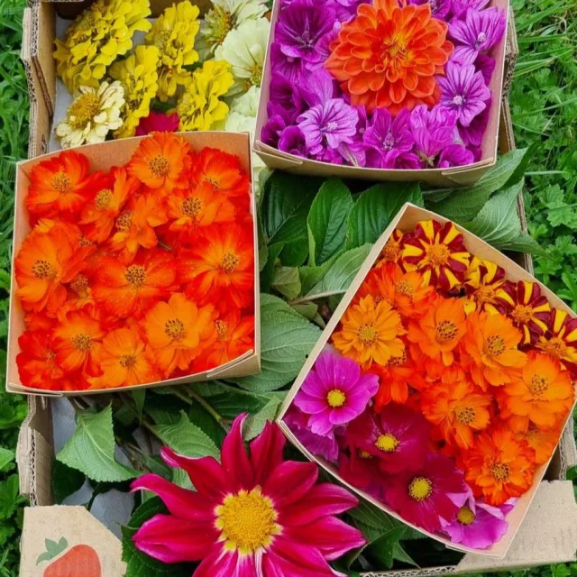 Le Prévert d'Aubisse à Payzac - plantes aromatiques, médicinales et fleurs comestibles en agriculture biologique