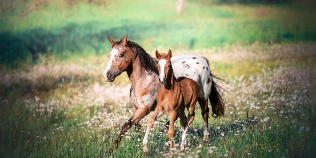 479350176 122295940970004195 3547375282103028497 N