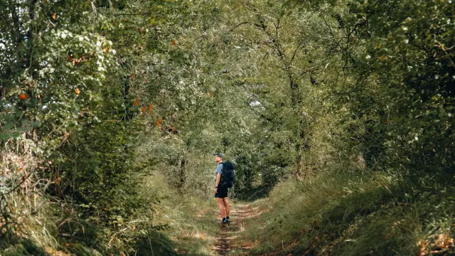 Passage En Foret C Michmich