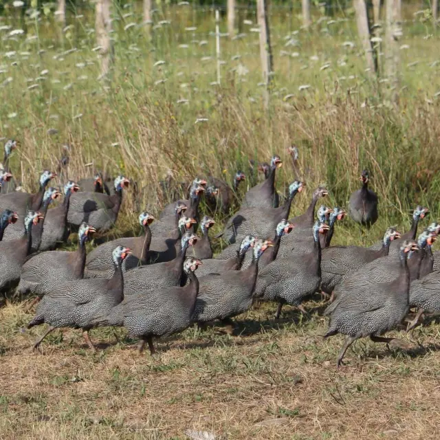 La Ferme de Tintin & Flo à Saint-Jory de Chalais