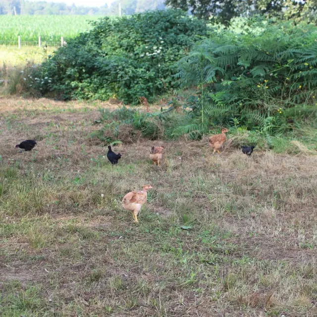 La Ferme de Tintin & Flo à Saint-Jory de Chalais