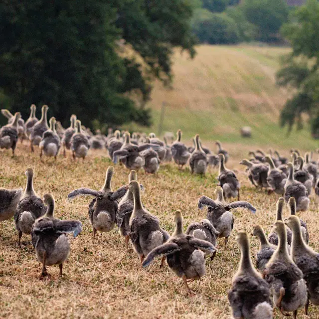 Terra d'Auca à Saint-Saud Lacoussière - produits à base d'oies du Périgord
