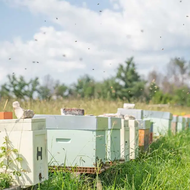 Apisphère à Saint-Aulaye - Miels du Périgord & Produits dérivés de la ruche