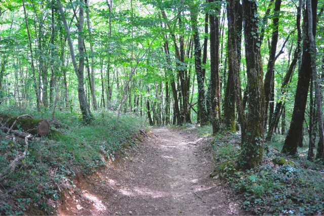 Chemin Amadour En Foret