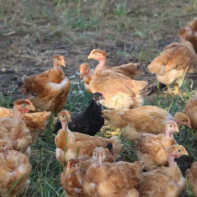 La Ferme de Tintin & Flo à Saint-Jory de Chalais