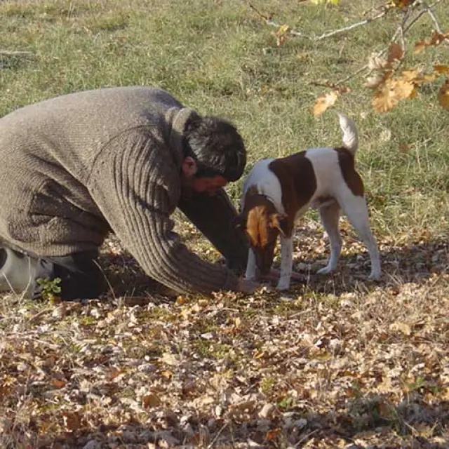 Ferme aux truffes à Sainte-Croix de Mareuil