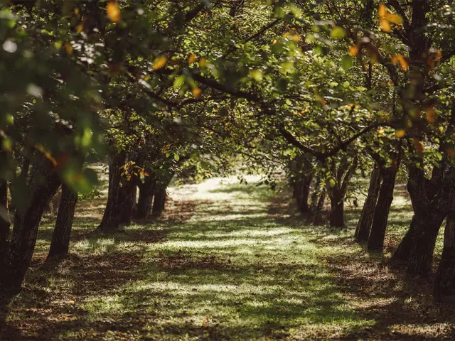 Les Noyeraies Du Landers