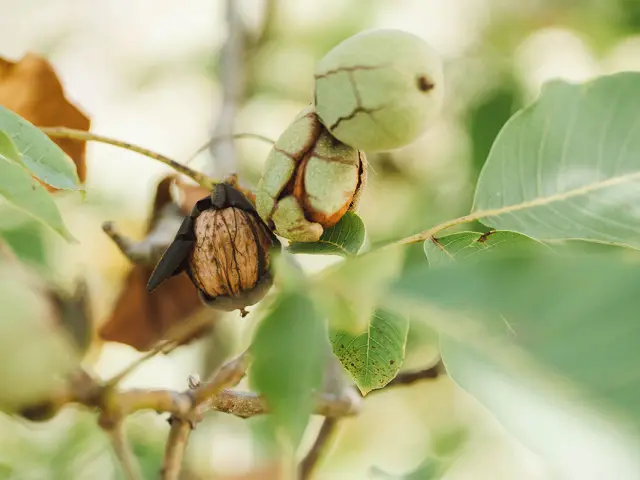 Les Noyeraies Du Landers