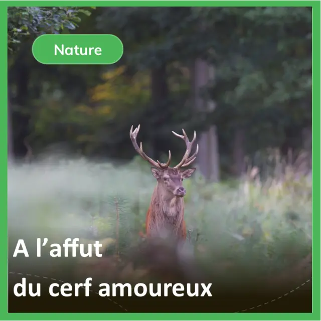 Affut Du Cerf