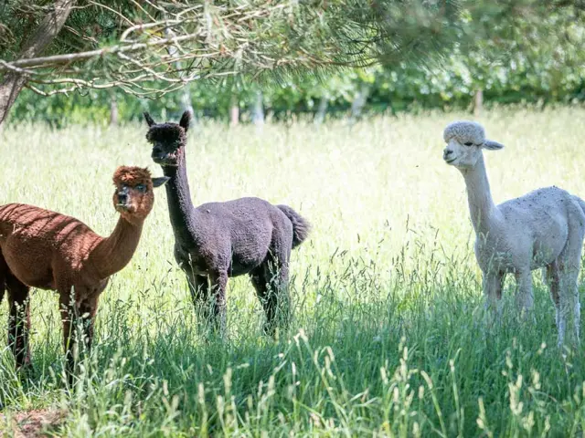 Fermette du Pérougord à Rouffignac Saint-Cernin