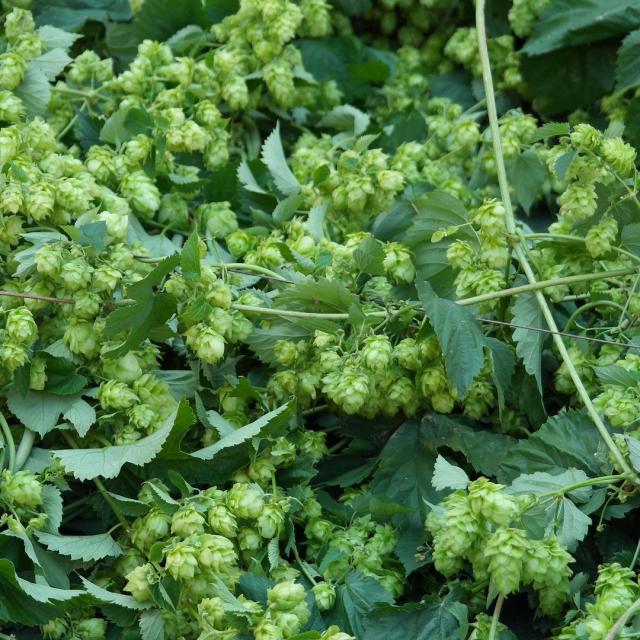 Houblon Bière Douaisis France