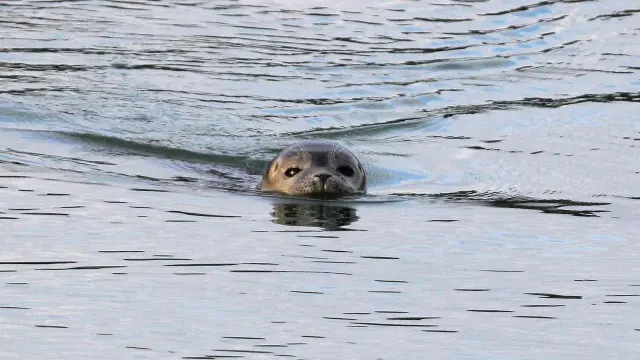 Phoque Gris - Grand-Fort-Philippe