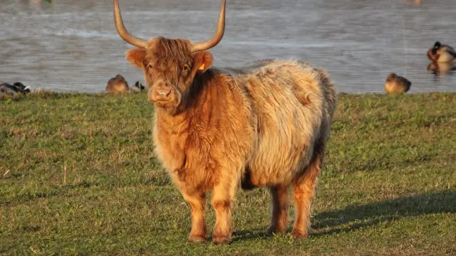Vache Highland - Grand-Fort-Philippe
