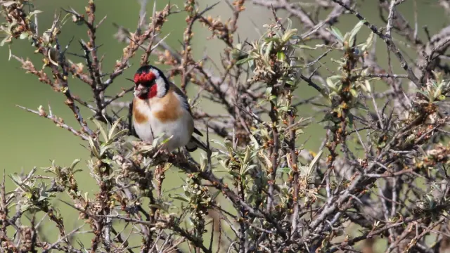 Réserve natruelle du platier d'Oye - Faune & Flore