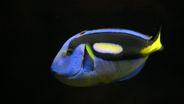 Aquarium Dunkerque