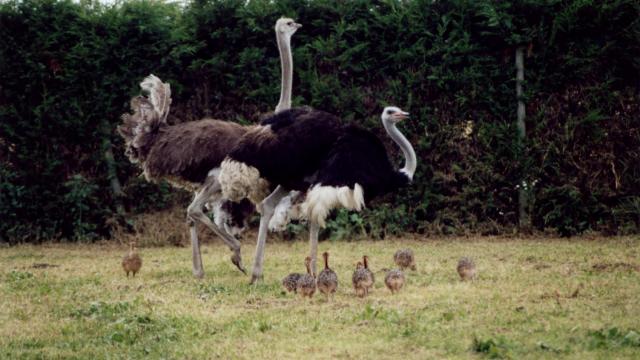 Camelus