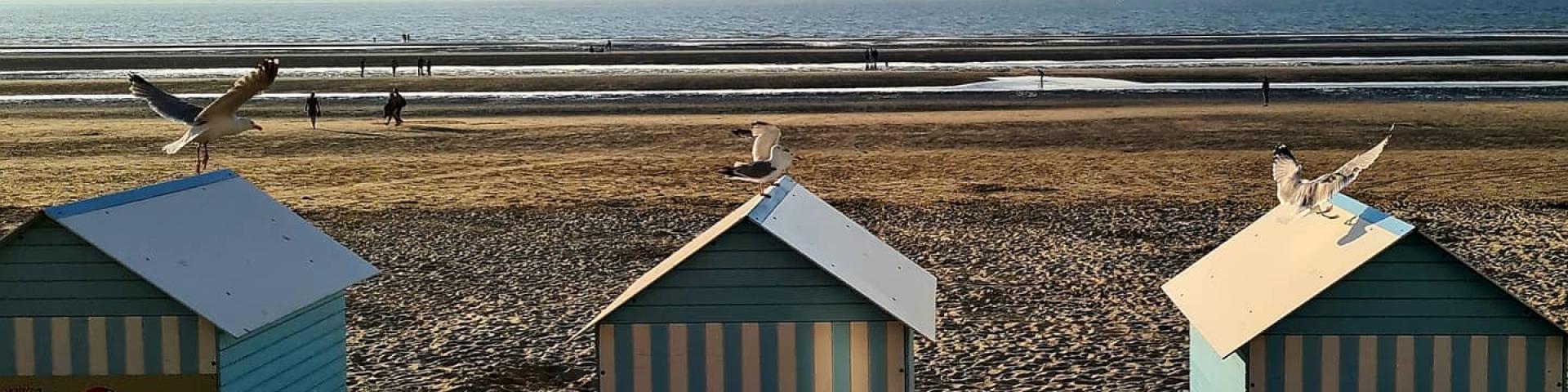 Instagram #braydunes