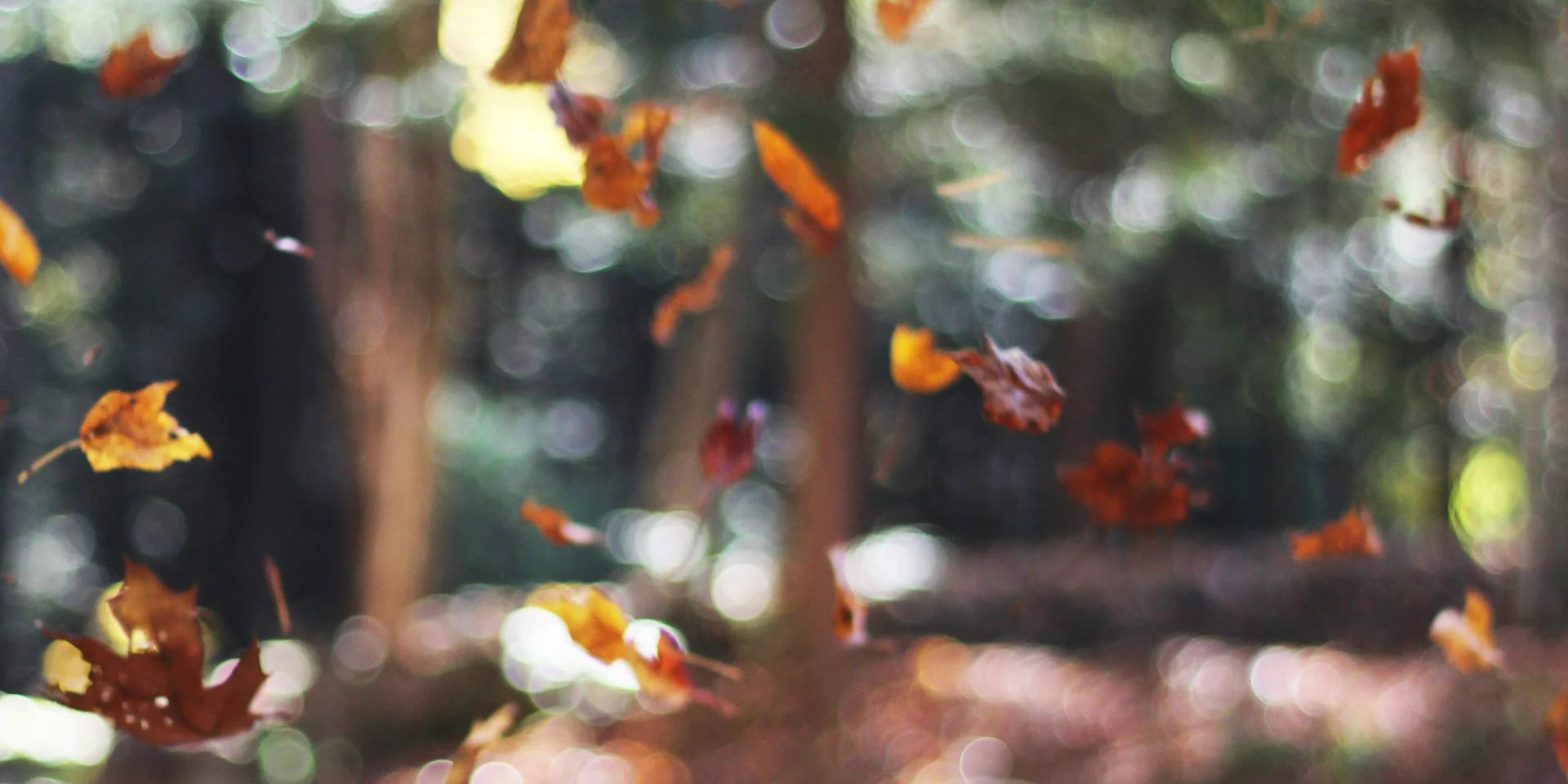 Autumn Mott Rodeheaver Spd9csowcky Unsplash