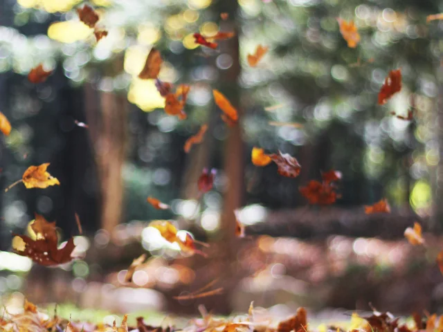Autumn Mott Rodeheaver Spd9csowcky Unsplash