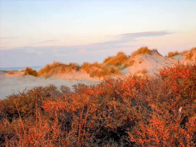 Dune Marchand Oyats Et Argousiers Otcc