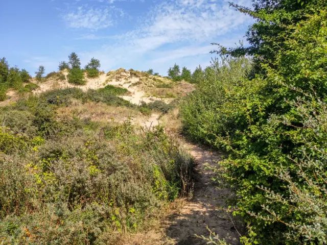Dune Du Perroquet Otccdk2 1