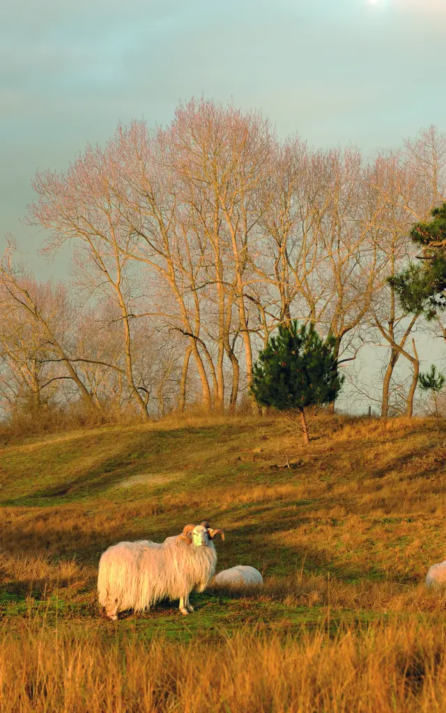 Dune Fossile C Bonte