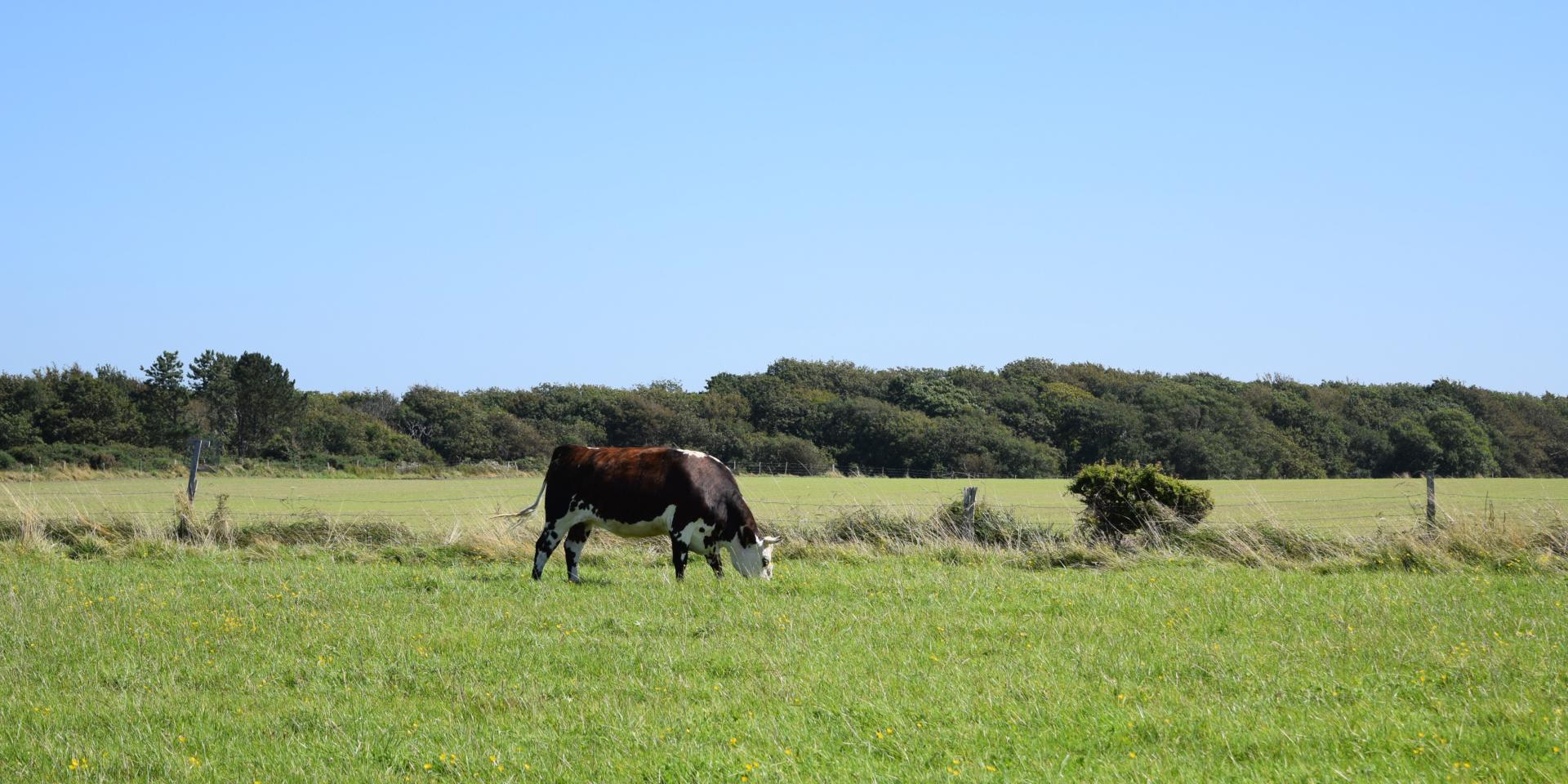 Vache Normandes Petites Dalles Aout 2021 1