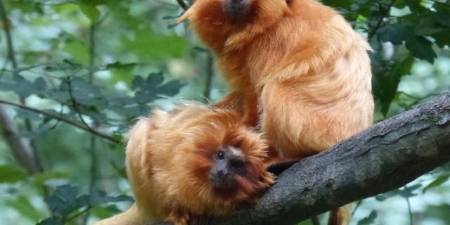 Réserve Zoologique de Calviac