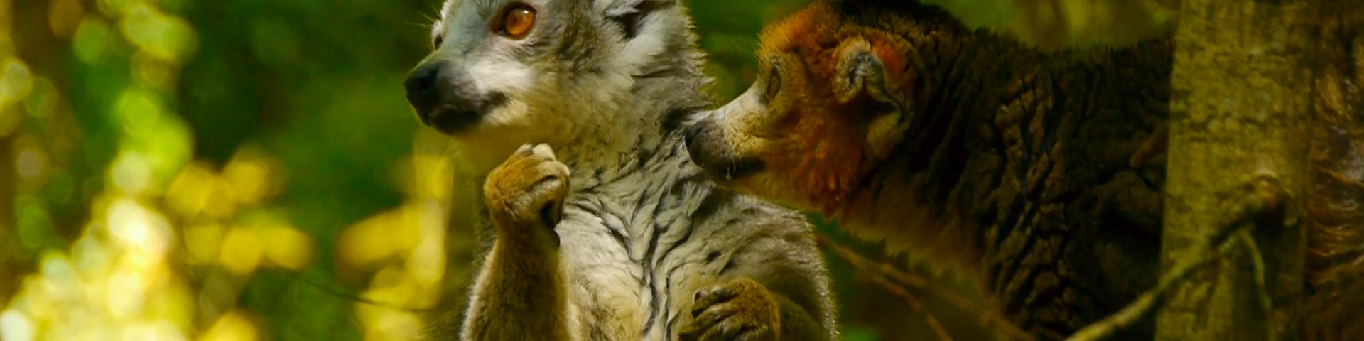 Reserve Zoologique Calviac Lemuriens