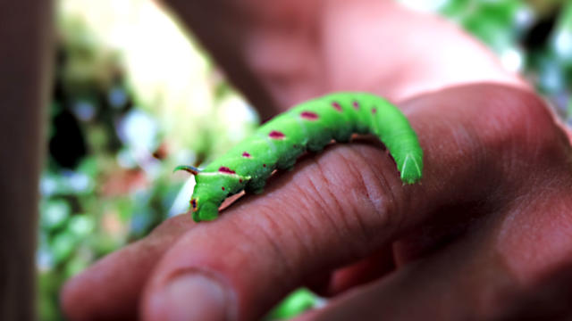 Chenille des sentiers de fontaines