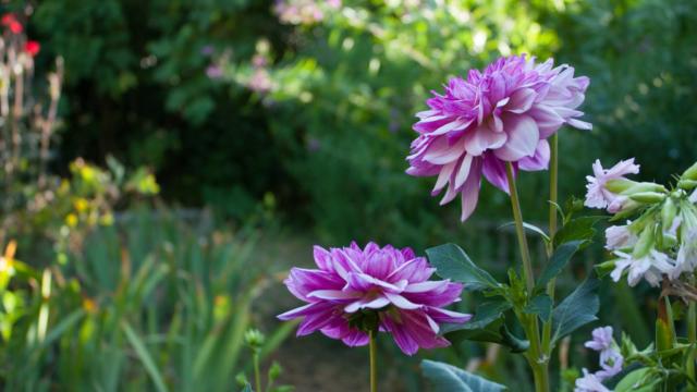 Jardins De Cadiot Fleurs