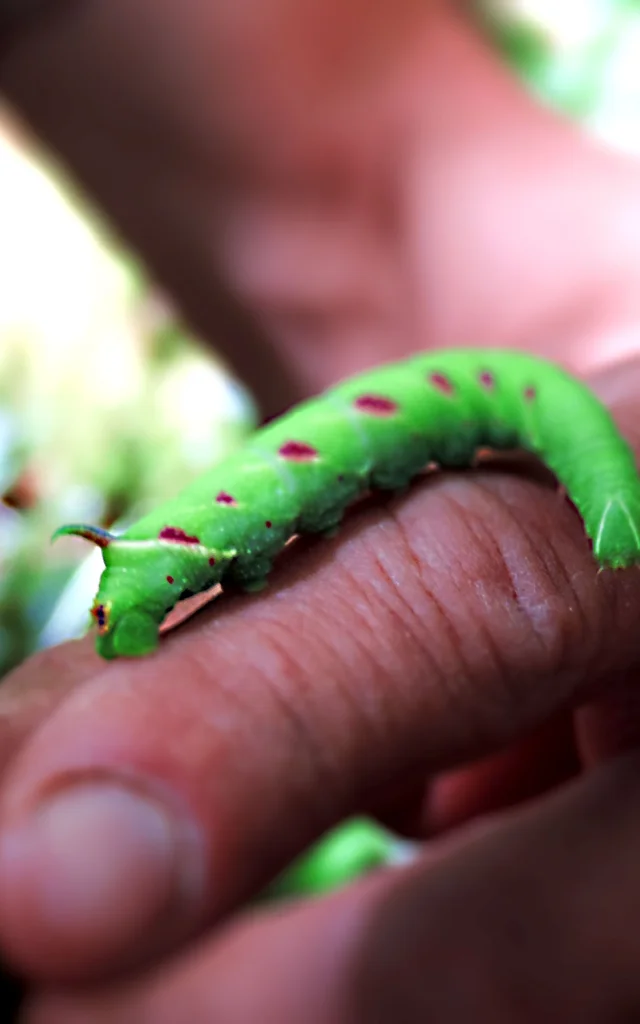Chenille des sentiers de fontaines