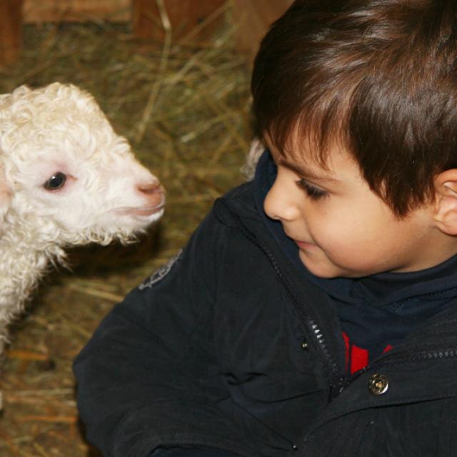 Chevreau Ferme Des 4 Vents